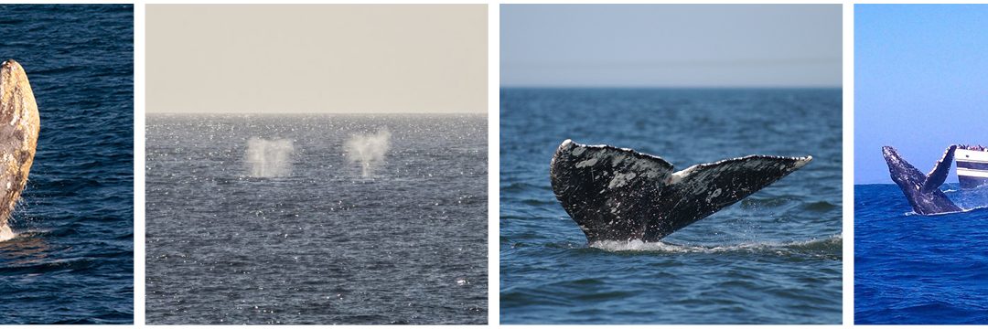 Your Guide to Whale Watching